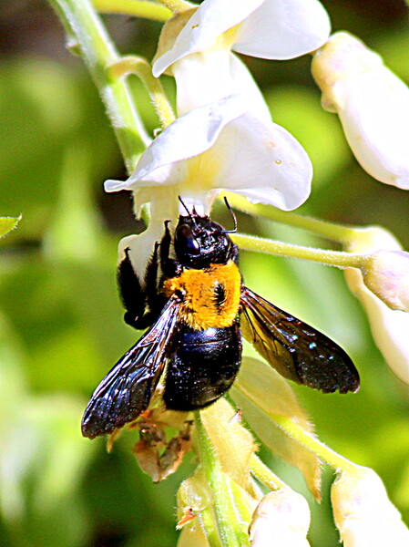 【生き物景色】色い花とクマバチ