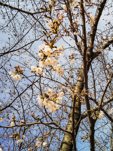 【春景色】始まりのソメイヨシノ