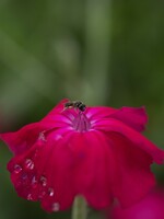 赤い花と虫