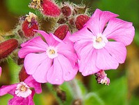 花の名前は？