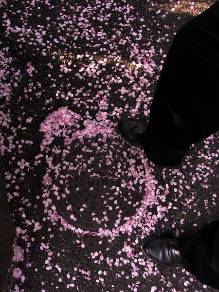 【靴】桜の絨毯②