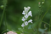 立浪草の白花