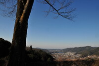 シンボルツリーのある風景