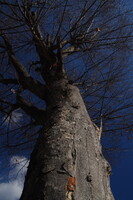[自然]集会所の巨木