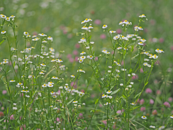 花の集い