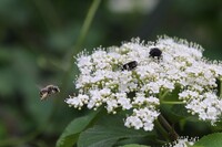 花粉王国にて