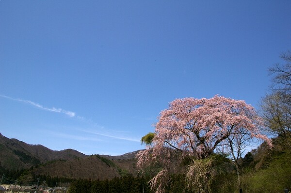 上発知の枝垂桜の近くの桜