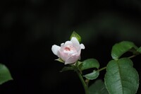 薔薇18