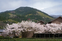 鳥居