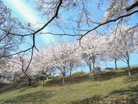 奥須磨公園の桜