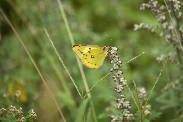朝の光のモンキチョウ