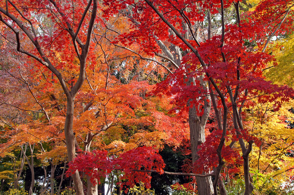 紅葉黄葉