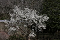 コブシの花