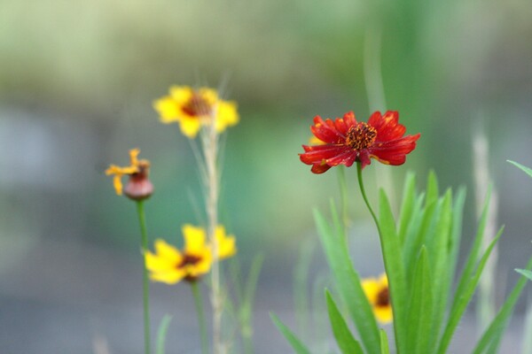 ハルシャギクの赤花