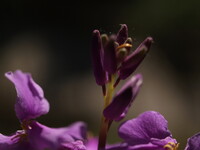 【花】紫花菜