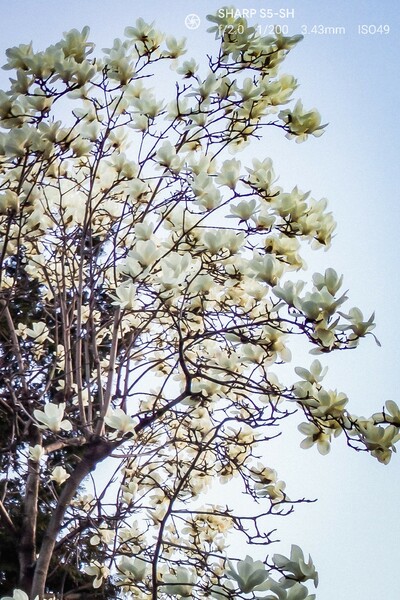 【好きなもの　花景】満開の白木蓮