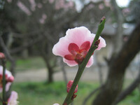 梅の花見上げて