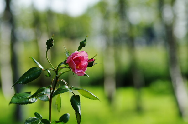 季節ハズレの野中の薔薇
