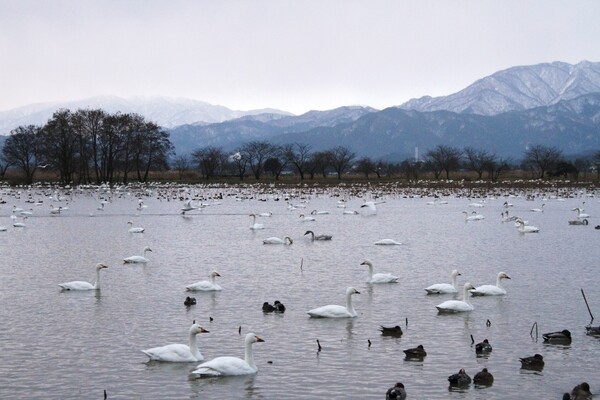 瓢湖朝の風景