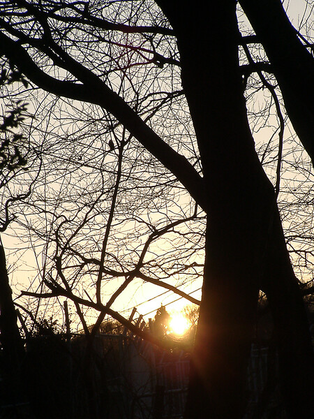 ■雑木林の夕日