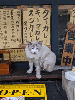 店主は、猫