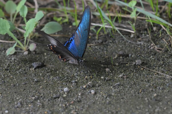メタリックブルーの蝶
