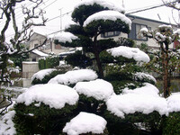 ◆雪のわが庭-B