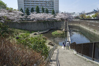 桜日和