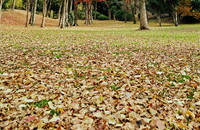 【この色　好き！】紅葉、落葉、公園