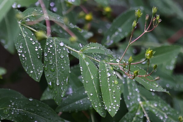 梅雨の雨露