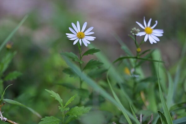 秋の花（その２）カントウヨメナ