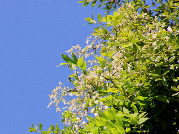 【新緑】　青い空と白いフジの花