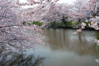 水面（みなも）の桜③