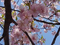 早咲きの桜の花～烏ヶ森公園より