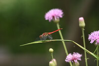 タムラソウにアキアカネ