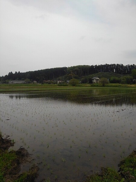 水が張られ始めた田んぼ