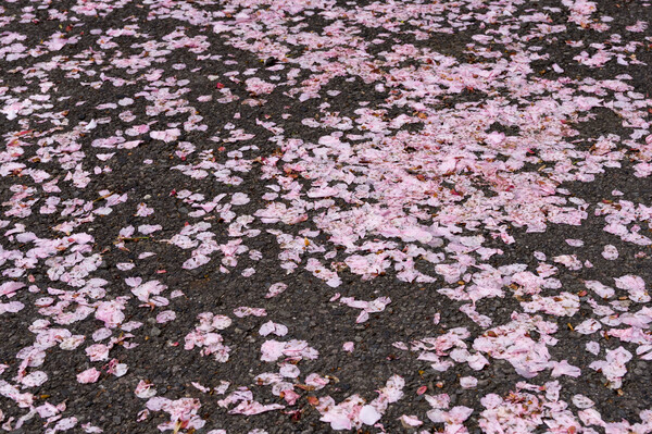 【桜花】散り桜