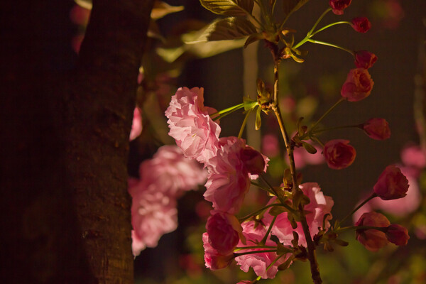 梅田の夜桜（八重）