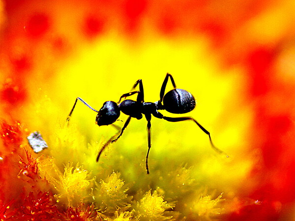 花の上の蟻