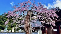 老木の枝垂れ桜