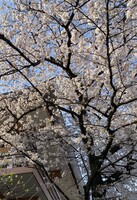 朝陽桜