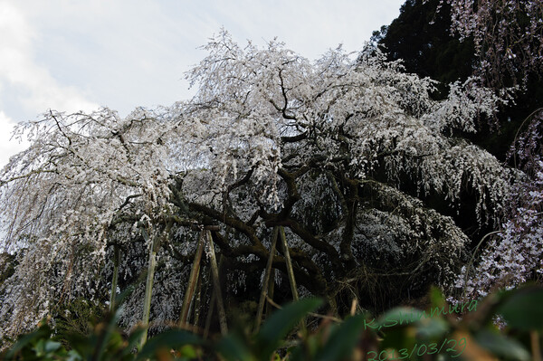 岡崎・奥山田のしだれ桜