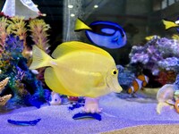 水族館−４