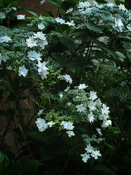 墨田の花火