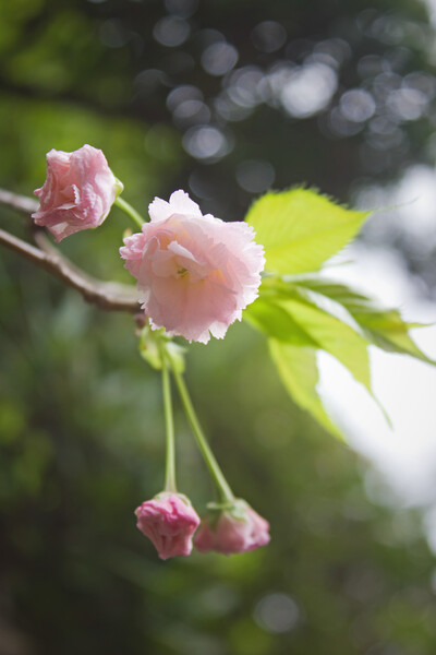 とても小さな八重桜