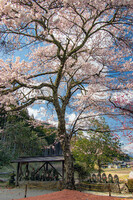 【花のある風景】桜と地蔵