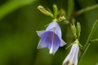 ツリガネニンジンらしき花が・・。