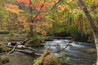 渓流の紅葉