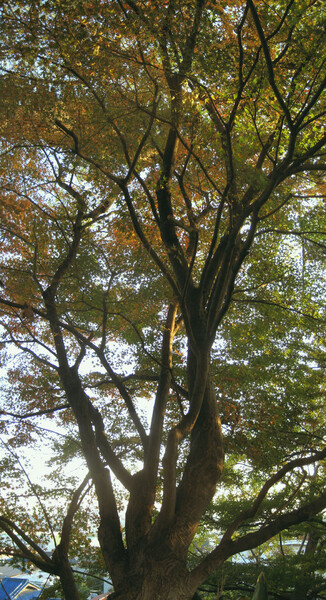 椋の脇を飾るモミジの木