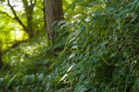 黄色い小さな花達